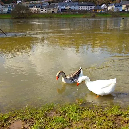 Pearl - King Bed - Netflix - Projector - Fast Wi-fi Lejlighed